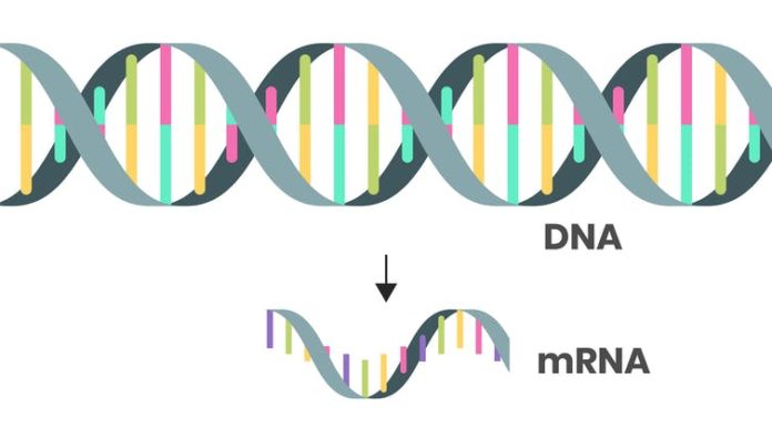 How can scientists update coronavirus vaccines for omicron? A microbiologist answers 5 questions about how Moderna and Pfizer could rapidly adjust mRNA vaccines