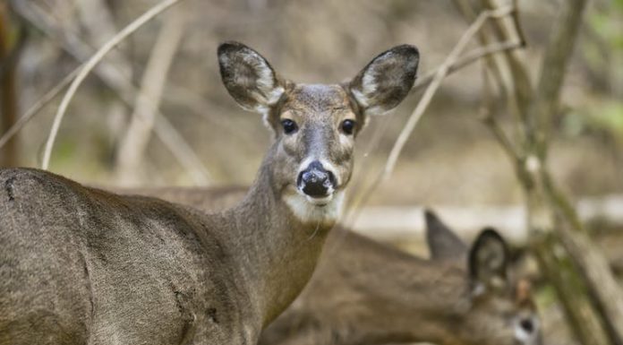 Will omicron – the new coronavirus variant of concern – be more contagious than delta? A virus evolution expert explains what researchers know and what they don't