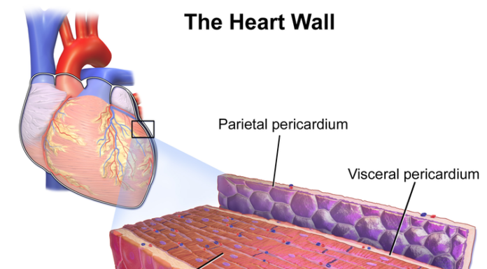 Even if you're asymptomatic, COVID-19 can harm your heart, study shows – here's what student athletes need to know