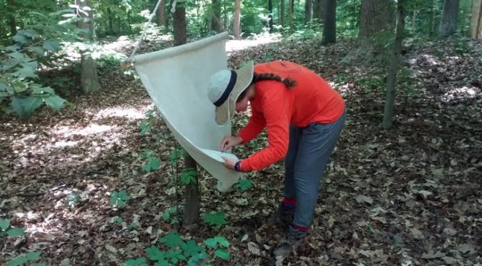 Lyme disease symptoms could be mistaken for COVID-19, with serious consequences