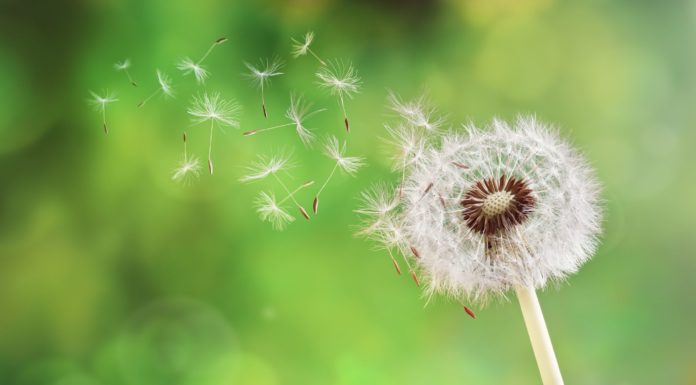 What Is an Antihistamine?