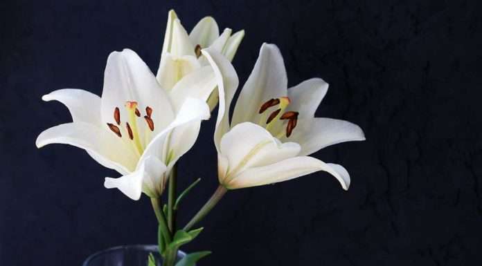 17 Plants That Can Kill Your Cat and Why Poinsettias Won’t