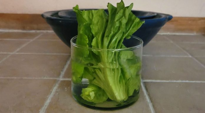 Can Lettuce Water Really Help You Sleep?