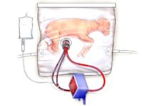 Fetal Lambs in ‘Biobags’ Show Promise for Artificial Human Wombs