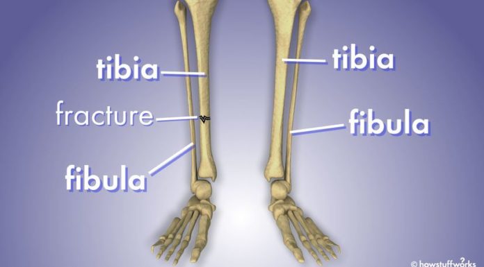 What’s the Difference Between the Fibula and Tibia?