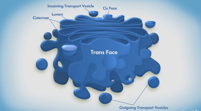 The Golgi Apparatus Acts Like a Mail Room for Eukaryotic Cells