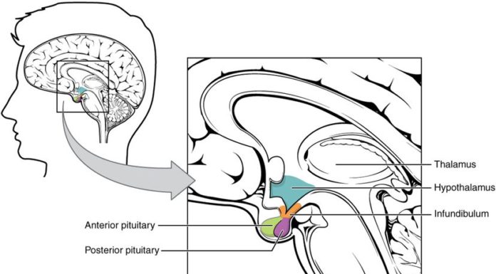 Feeling Hungry? Tired? Moody? Thank Your Hypothalamus