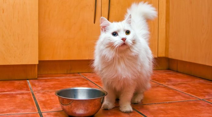 You’re Feeding Your Cats All Wrong