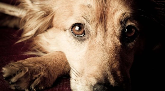 Your Dog Really Wants to Help When You’re Upset
