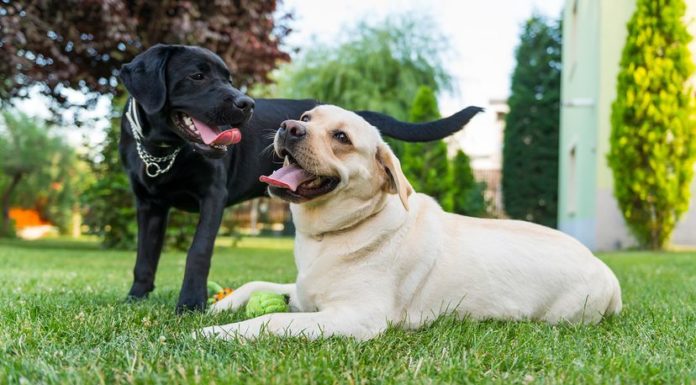 Arrival of European Breeds Wiped Out Native American Dogs