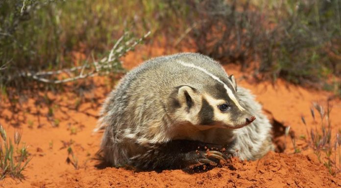 Do Coyotes and Badgers Work Together to Find Food?