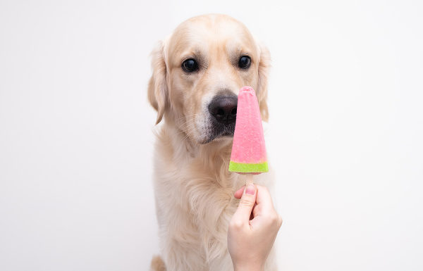 40 Easy and Healthy Homemade Dog Popsicles Your Pup Will Love