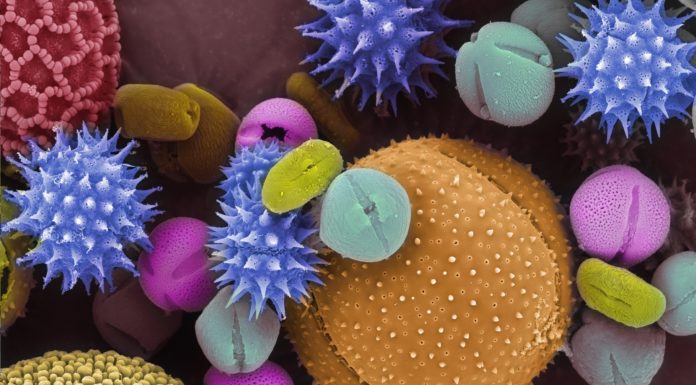 Pollen can raise your risk of COVID-19 – and the season is getting longer thanks to climate change