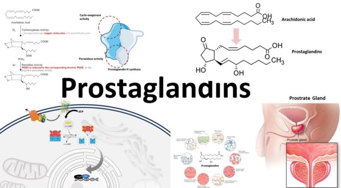 What Are Prostaglandins?