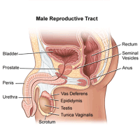 What Is a Prostatectomy?