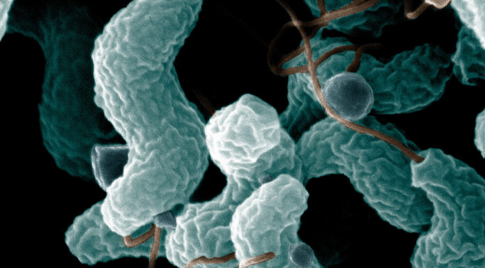 What Is Campylobacter?