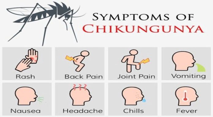 What Is Chikungunya? Symptoms, Causes, Diagnosis, Treatment, and Prevention