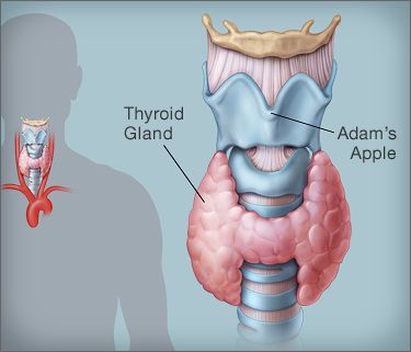 What Is Hashimoto’s Thyroiditis? Symptoms, Causes, Diagnosis, Treatment, and Prevention