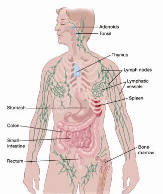What Is Non-Hodgkin Lymphoma?