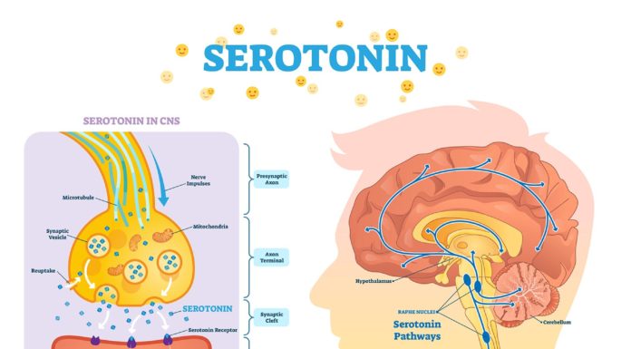 What Is Serotonin?