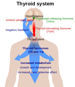 What Is TSH (Thyroid-Stimulating Hormone)?